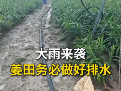 大雨来袭姜田务必做好排水 ()