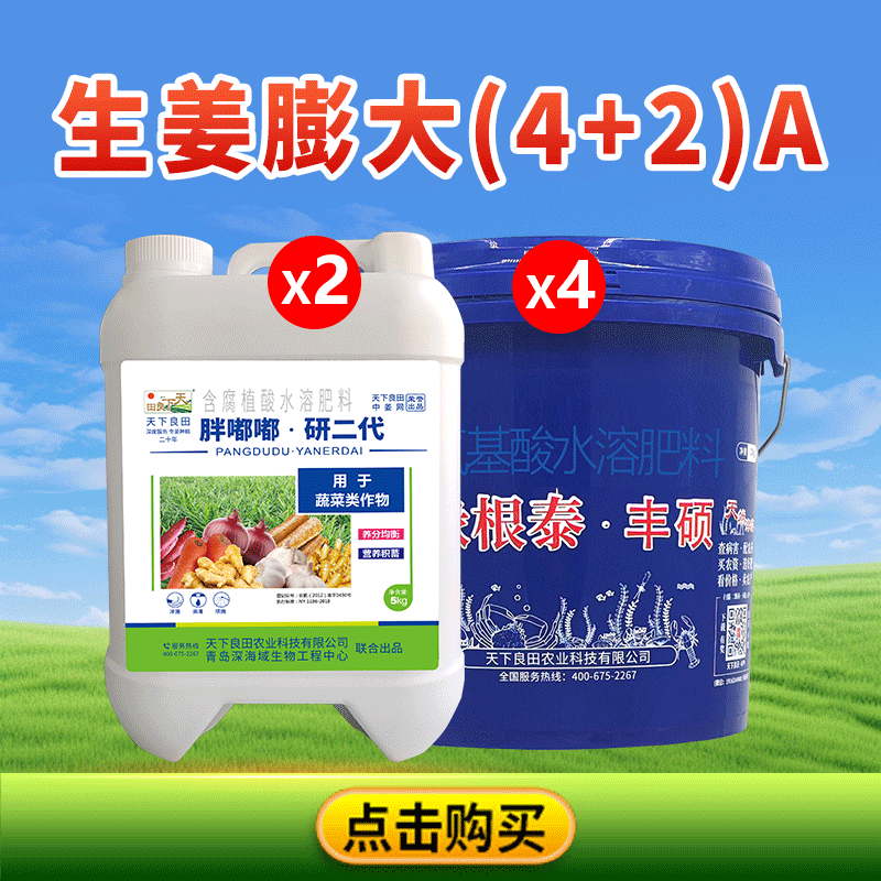 生姜膨大(4+2)A公众号800-800