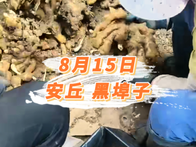 8月15日 安丘黑埠子价格行情 ()