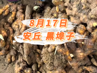 8月17日 安丘黑埠子价格行情 ()