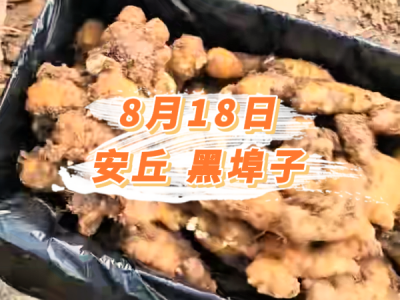 8月18日 安丘黑埠子价格行情 ()