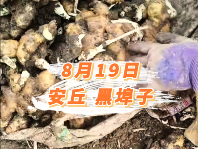8月19日 安丘黑埠子价格行情 ()