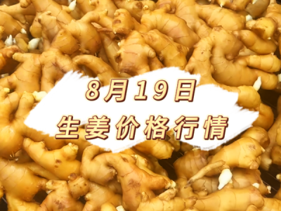 8月19日 生姜价格行情 ()