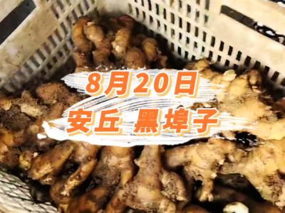 8月20日 安丘黑埠子价格行情 ()