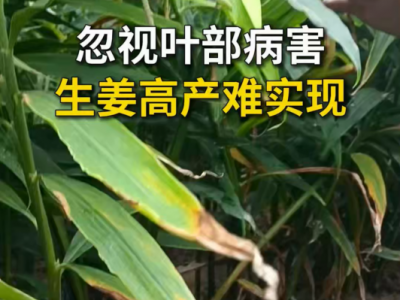 忽视叶部病害，生姜高产难实现 ()