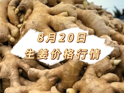 8月20日 生姜价格行情 ()