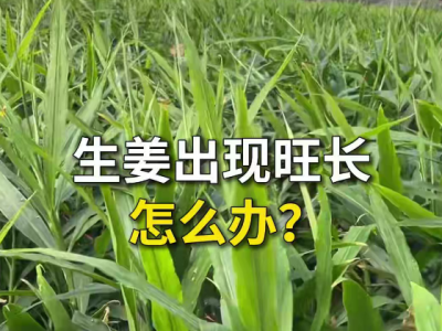 生姜出现旺长怎么办？ ()