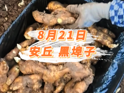 8月21日 安丘黑埠子价格行情 ()