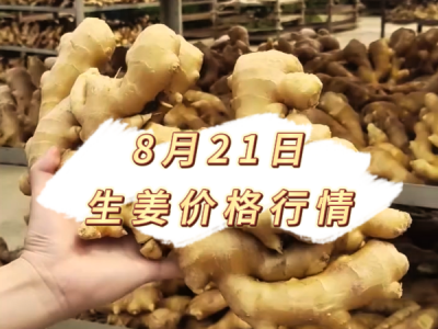 8月21日 生姜价格行情 ()