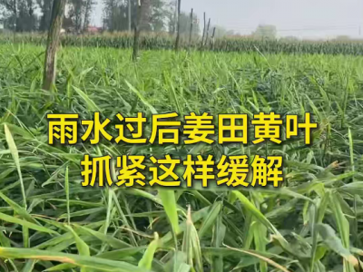 雨水过后姜田黄叶抓紧这样缓解 ()