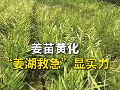 姜苗黄化“姜湖救急”显实力 ()