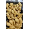 常年供货优质大姜