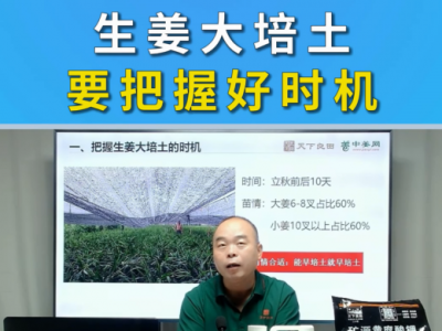 生姜大培土要把握好时机 ()