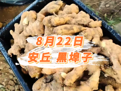 8月22日 安丘黑埠子价格行情 ()
