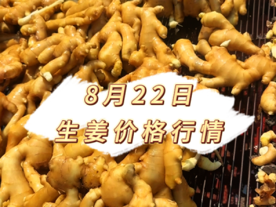 8月22日 生姜价格行情 ()