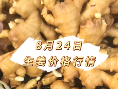 8月24日 生姜价格行情 ()