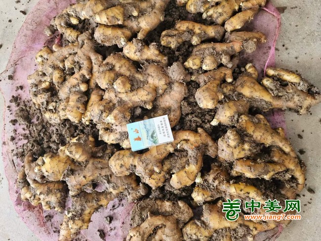 曹梅大姜图片_2026-08-21_171357_717