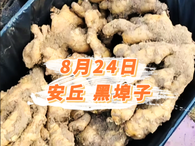 8月24日 安丘黑埠子价格行情 ()