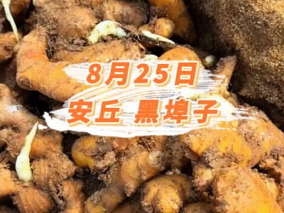 8月25日 安丘黑埠子价格行情 ()