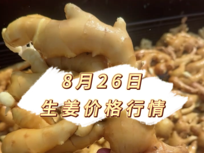 8月26日 生姜价格行情 ()