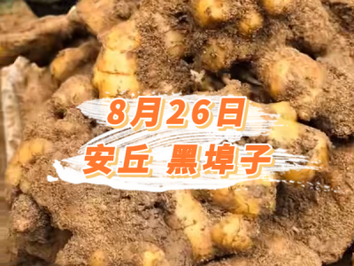 8月26日 安丘黑埠子价格行情 ()