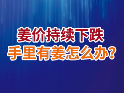 老石说姜：姜价持续下跌手里有姜怎么办？ ()