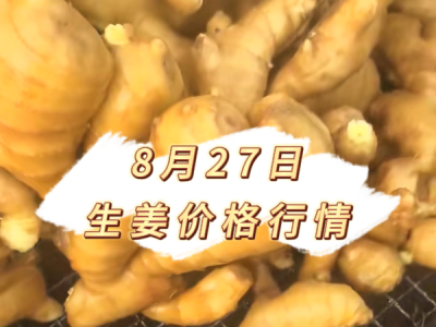 8月27日 生姜价格行情 ()