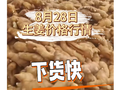 8月28日 生姜价格行情 ()