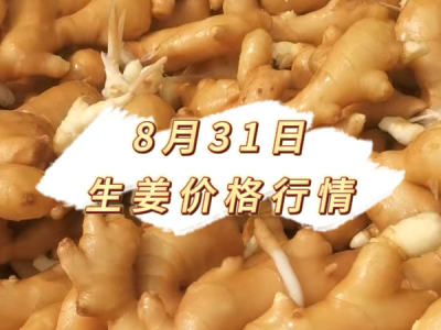 8月31日 生姜价格行情 ()