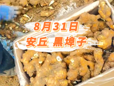 8月31日 安丘黑埠子价格行情 ()