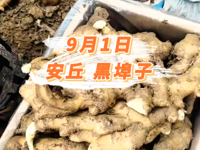 9月1日 安丘黑埠子价格行情 ()