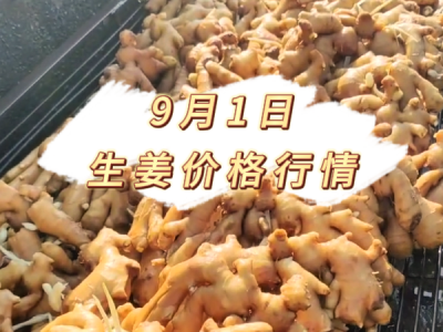 9月1日 生姜价格行情 ()