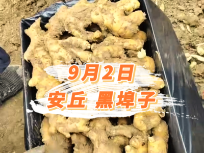 9月2日 安丘黑埠子价格行情 ()