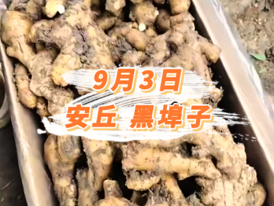 9月3日 安丘黑埠子价格行情 ()