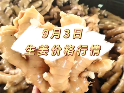 9月3日 生姜价格行情 ()