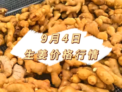 9月4日 生姜价格行情 ()