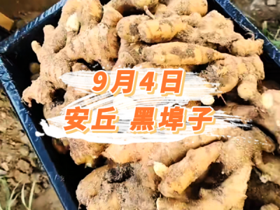 9月4日 安丘黑埠子价格行情 ()