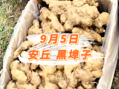 9月5日 安丘黑埠子价格行情 ()