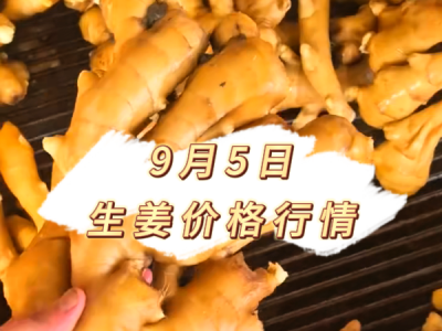9月5日 生姜价格行情 ()