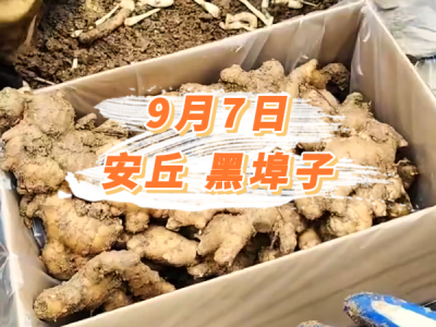 9月7日 安丘黑埠子价格行情 ()