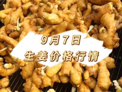 9月7日 生姜价格行情 ()
