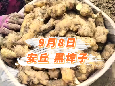 9月8日 安丘黑埠子价格行情 ()