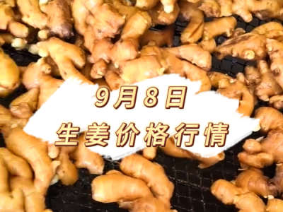 9月8日 生姜价格行情 ()