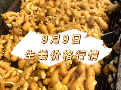 9月9日 生姜价格行情 ()