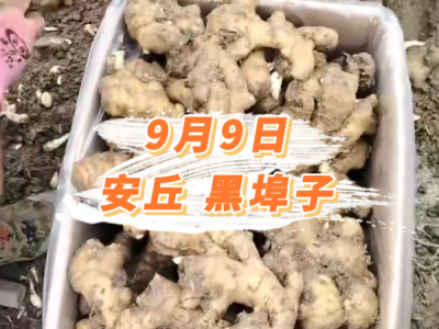 9月9日 安丘黑埠子价格行情 ()