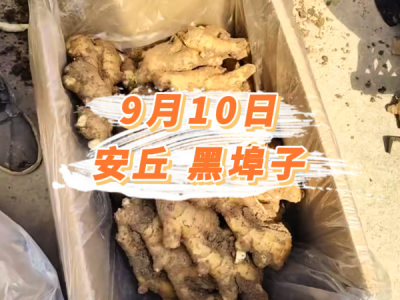 9月10日 安丘黑埠子价格行情 ()