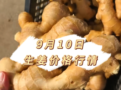 9月10日 生姜价格行情 ()