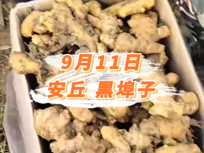 9月11日 安丘黑埠子价格行情 ()