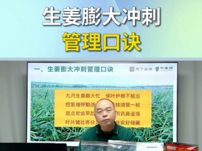 生姜膨大冲刺管理口诀 ()