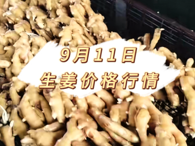 9月11日 生姜价格行情 ()